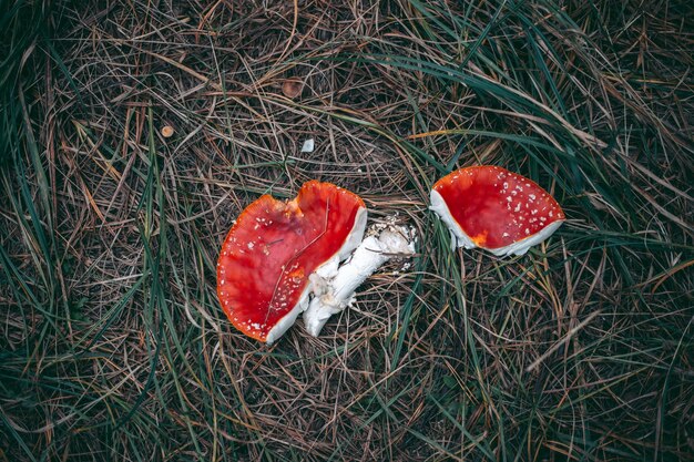 Hongo venenoso Amanita en el bosque de otoño