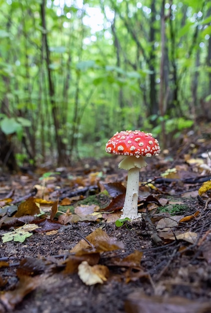 Hongo venenoso en el bosque