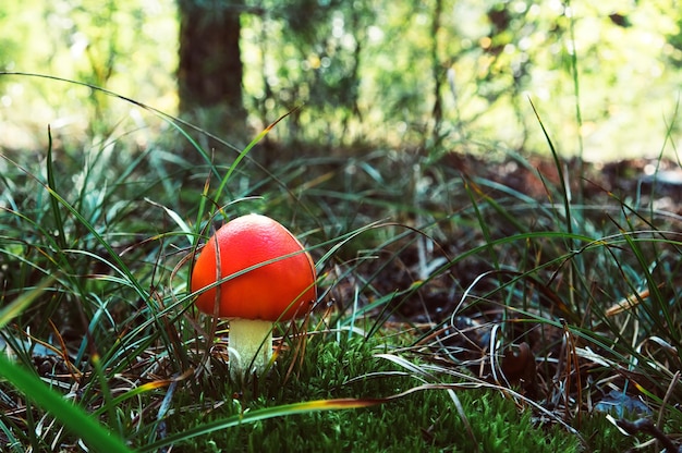 Un hongo venenoso con un sombrero rojo en la hierba en el bosque de otoño. Hongos Amanita en bosque.