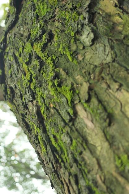 Hongo verde en el arbol