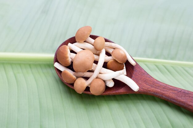 Hongo Yanagi Matsutake en hoja verde