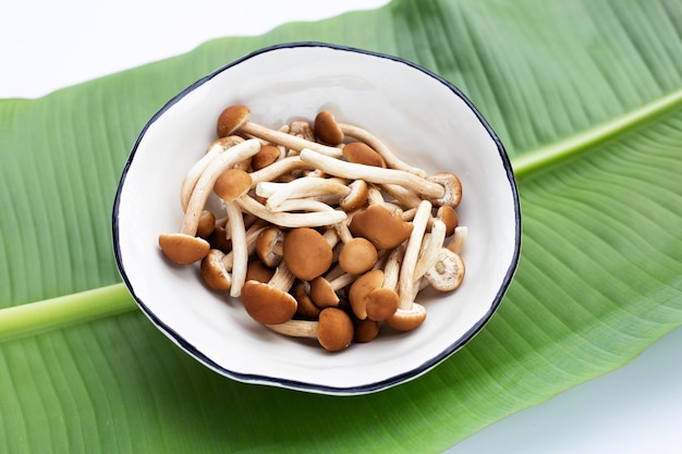 Hongo Yanagi Matsutake sobre fondo blanco.