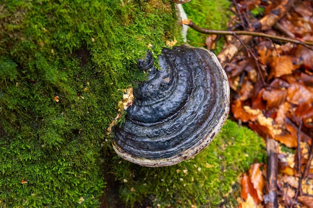 Hongo de yesca de árbol Chaga creciendo en un tronco de abedul entre musgo en el primer plano de la fotografía del bosque