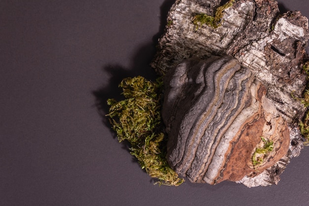 Hongo de yesca de setas o Fomes fomentarius sobre fondo de hormigón de piedra negra, vista superior