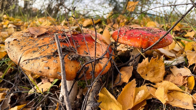 Hongos Amanita en el bosque en el fondo del bosque de otoño