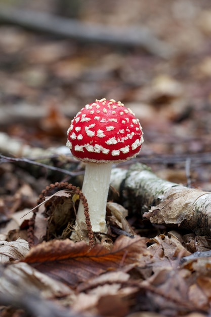 Hongos amanita