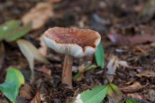 Hongos amanita