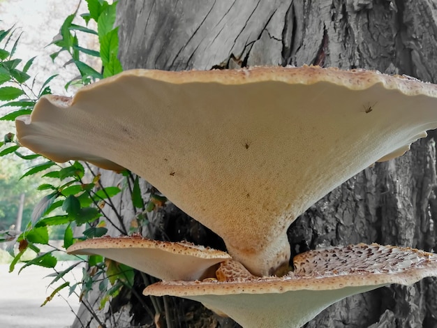 Foto hongos en un árbol un montón de hongos grandes hongos crecen en un árbol hongos de primavera