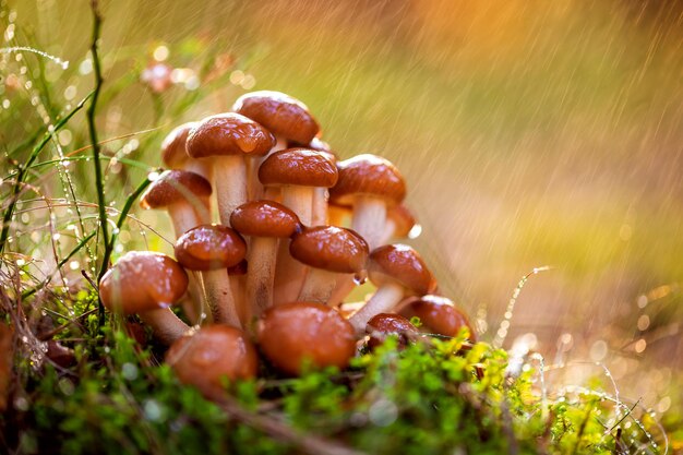 Hongos Armillaria de agárico de miel En un bosque soleado bajo la lluvia. Honey Fungus se considera en Ucrania, Rusia, Polonia, Alemania y otros países europeos como uno de los mejores hongos silvestres.