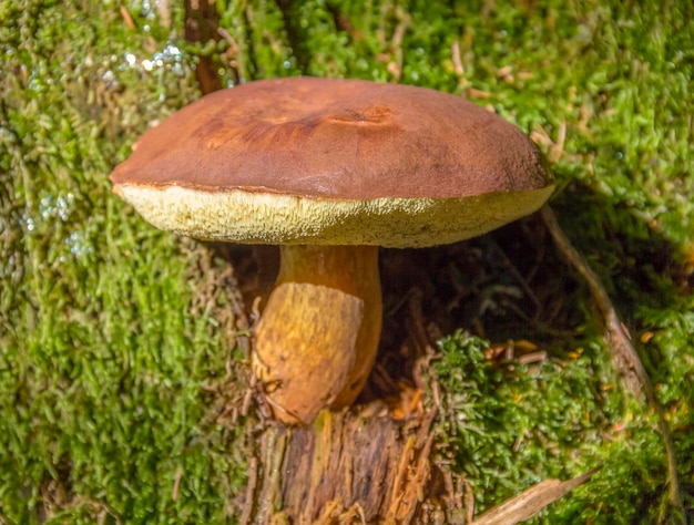 hongos de la bahía bolete