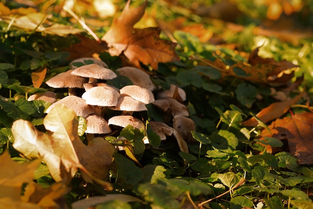 Hongos en el bosque bajo las hojas.