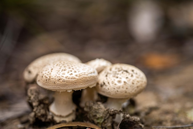 Hongos en un bosque hongos en el monte