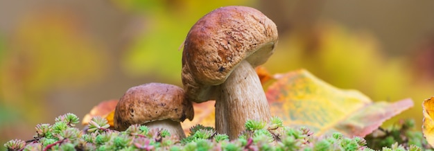 Hongos en el bosque de otoño