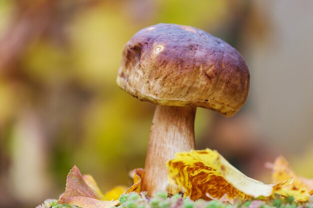 Hongos en el bosque de otoño