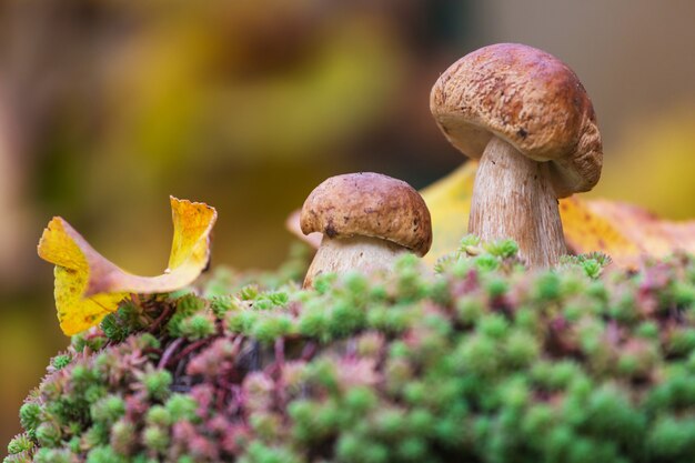 Hongos en el bosque de otoño