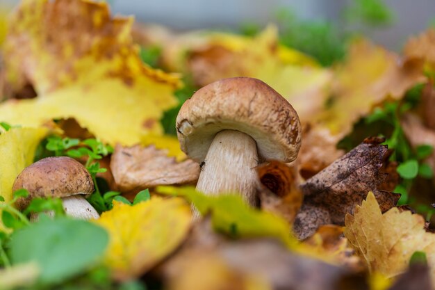 Hongos en el bosque de otoño