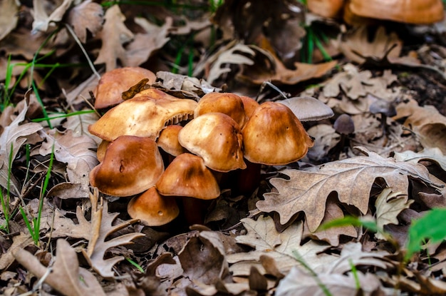 Hongos en un bosque de otoño