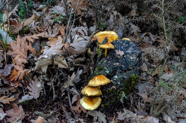 Hongos en un bosque de otoño