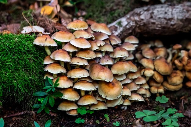 Foto hongos en el bosque en el parque nacional belovezhskaya pushcha de belarús