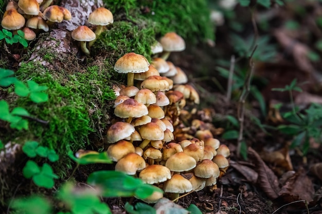 Foto hongos en el bosque en el parque nacional belovezhskaya pushcha de belarús