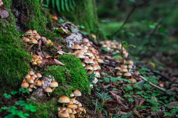 Foto hongos en el bosque en el parque nacional belovezhskaya pushcha de belarús