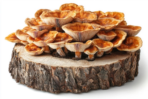 Los hongos del bosque Una pila de hongos de tronco de pie solos sobre un fondo blanco