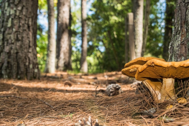 hongos en el bosque