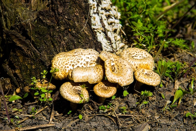 Hongos en el bosque