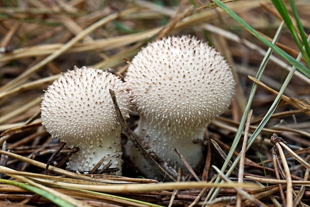 Los hongos en el bosque