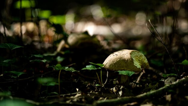 hongos en el bosque