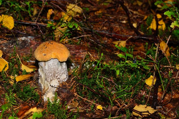 Foto hongos de capucha roja pequeña