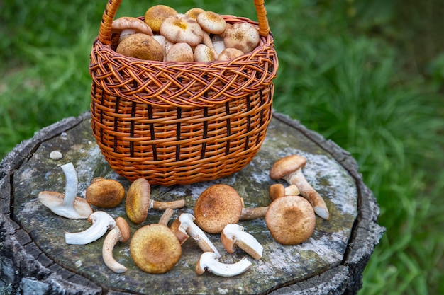 Hongos comestibles en una canasta Comida vegetariana Comida rica en proteína y fibra