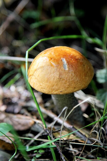 Hongos comestibles que crecen en un bosque durante el otoño