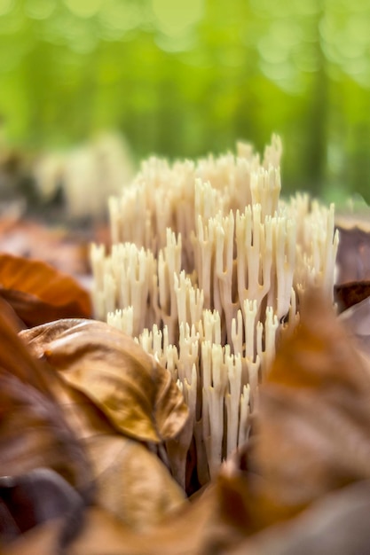 Foto hongos de coral de cerca