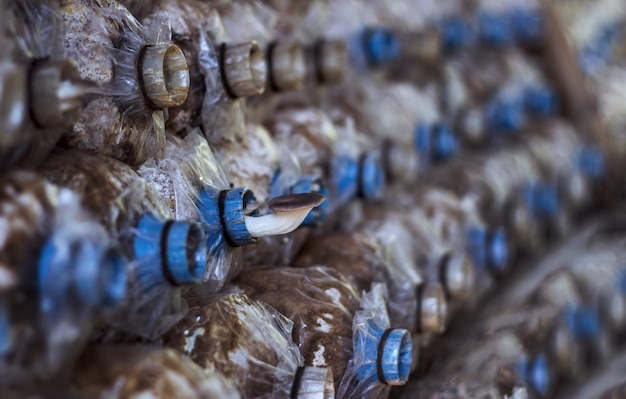 Los hongos crecen en un tubo de plástico en la sala de agricultura