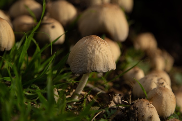 hongos crecidos en el suelo