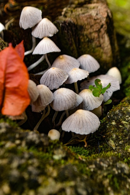 Foto hongos e plantas