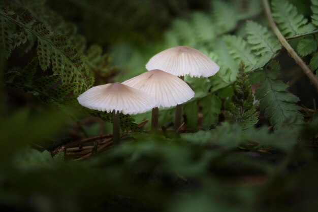 los hongos están creciendo en un helecho en el bosque