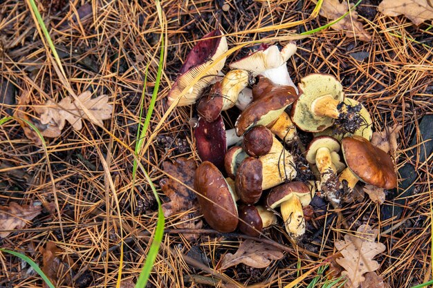 Hongos con gorras marrones en el bosque de otoño