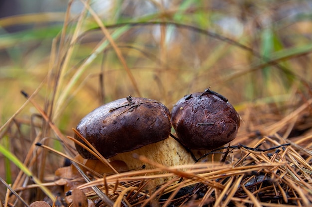 Hongos con gorras marrones en el bosque de otoño