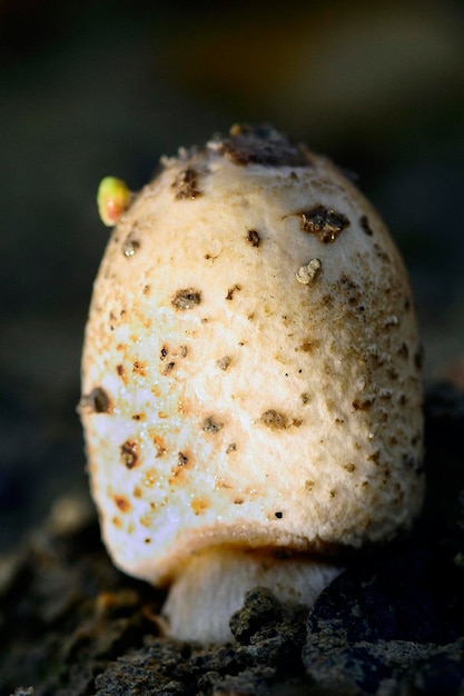 Hongos, un grupo de hongos con esporocarpos o cuerpos fructíferos en forma de sombrilla.