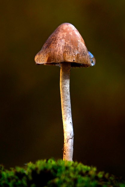 Hongos, un grupo de hongos con esporocarpos o cuerpos fructíferos en forma de sombrilla.