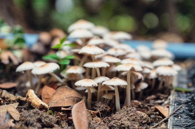 Hongos de hongos blancos naturales en el suelo