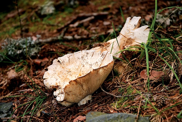 Los hongos Lactarius vellereus