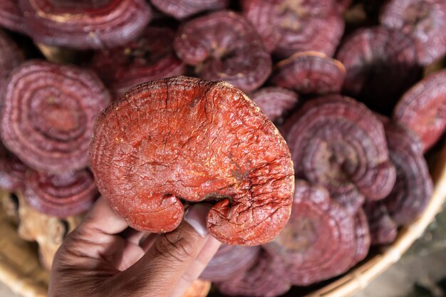 Hongos Lingzhi secos Antes de hacer una droga