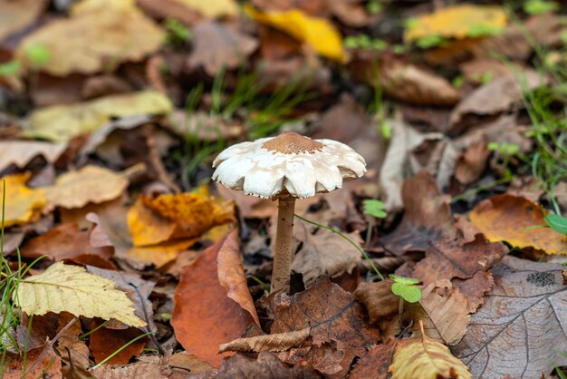 Hongos macrolepiota procera en el bosque de otoño