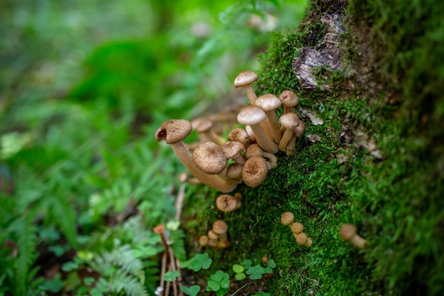 Foto hongos de miel que crecen en el tronco de un árbol cubierto de musgo verde una familia de hongos armillaria