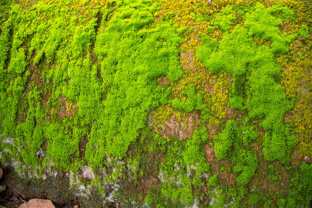Foto hongos musgo verde pared de hormigón viejo resumen textura fondo papel pintado