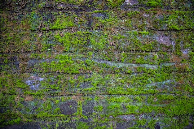 Hongos El musgo verde en la vieja pared de ladrillo tiene una textura de fondo abstracta