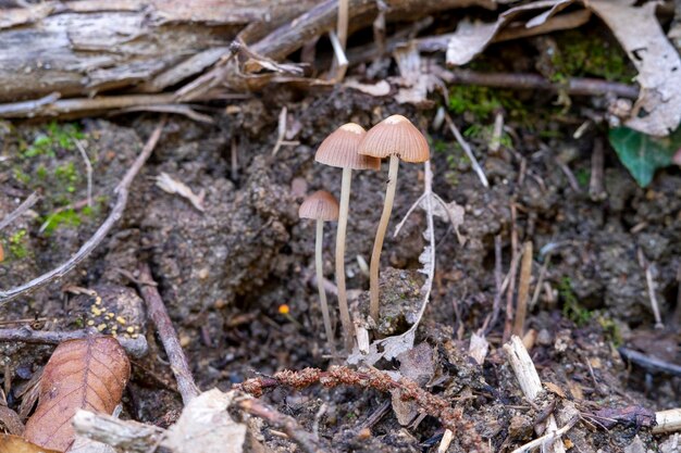 Hongos Mycena inclinata madera bosque